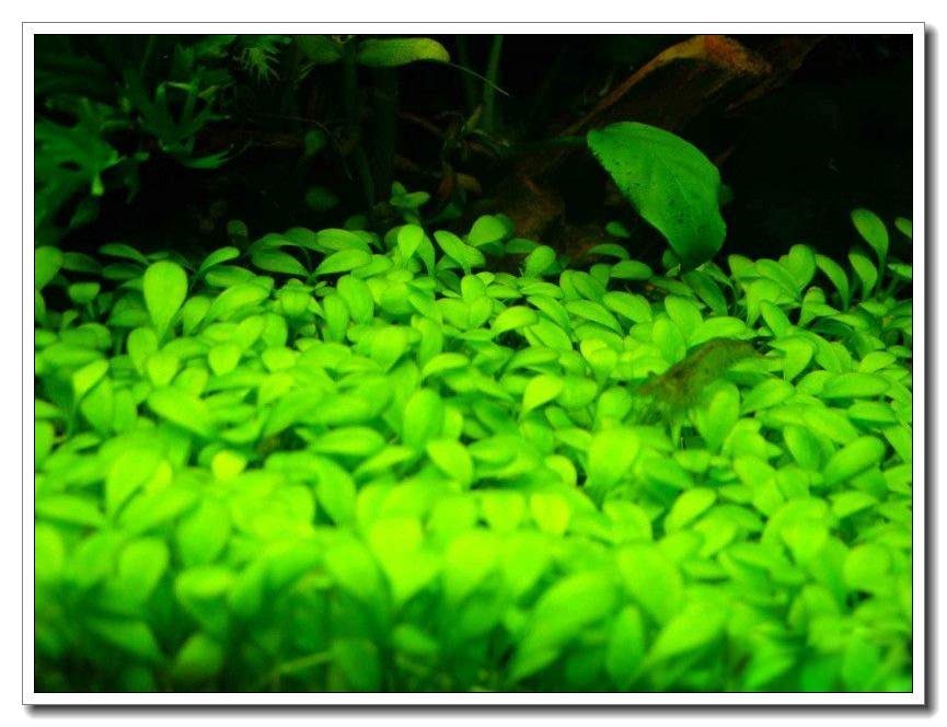 鱼缸水草种植新手入门教程,水族养殖小技巧