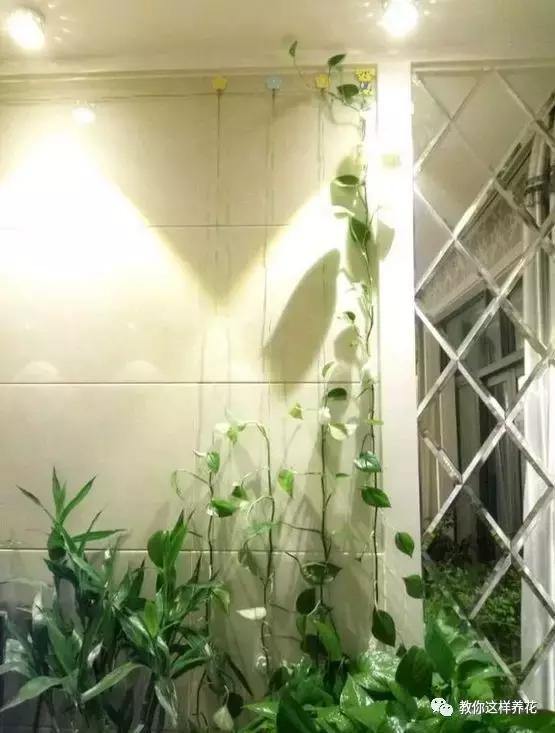 绿萝能用绳子捆上吗,绿萝扎根绳子的方法