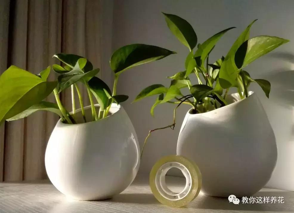 绿萝扎根绳子的方法,绿萝绑棕柱上叶子能长大吗