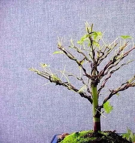 大师是怎样炼成的二胡独奏,真正的大师是怎么练成的