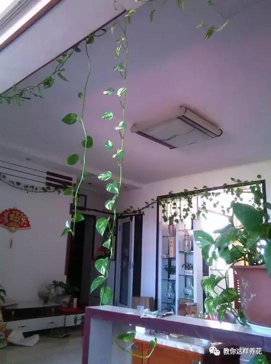 绿萝能用绳子捆上吗,绿萝扎根绳子的方法