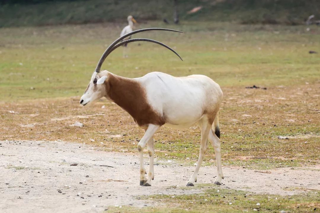 广州长隆野生动物园亲子跟拍,爸爸去哪儿广州长隆野生动物园