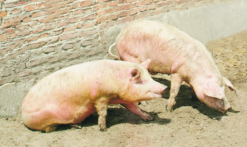 夏天猪场高发病怎么办,猪场水泡粪处理和利用