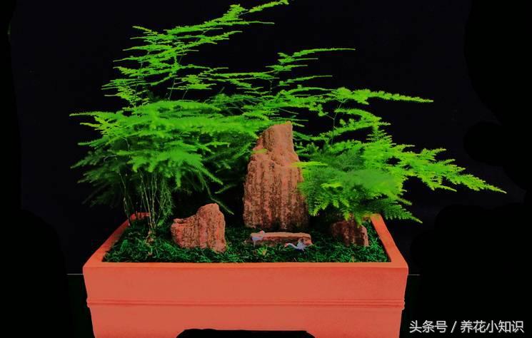 文竹怎么样越冬,文竹冬天能越冬吗