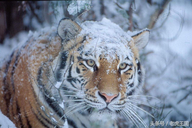 凡事留一手小说,猫教老虎留一手