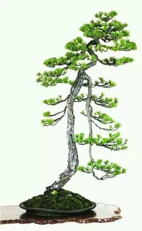 大师是怎样炼成的二胡独奏,真正的大师是怎么练成的