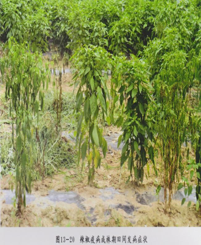 辣椒大了为什么还会蔫,辣椒为什么会萎蔫呢