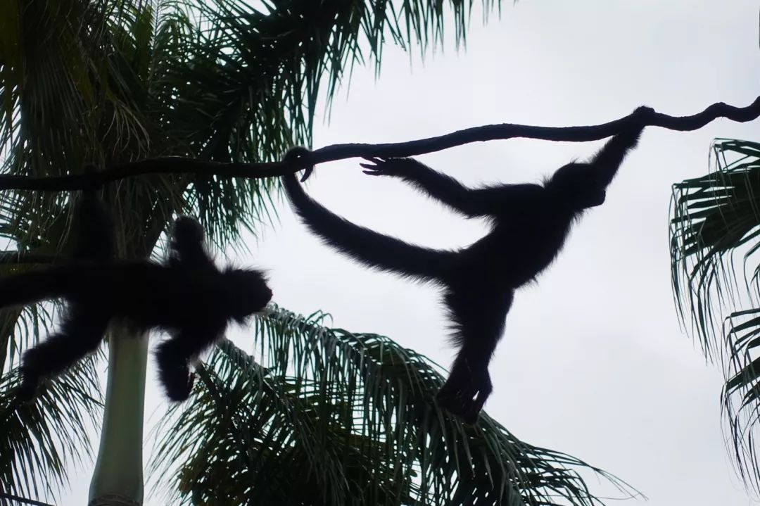 广州长隆野生动物园亲子跟拍,爸爸去哪儿广州长隆野生动物园