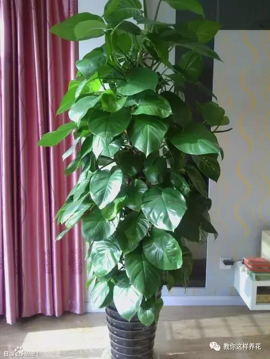 绿萝能用绳子捆上吗,绿萝扎根绳子的方法