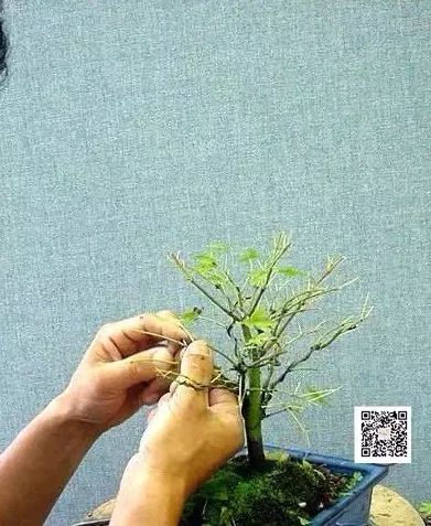 大师是怎么炼成的免费,真正的大师是怎么练成的