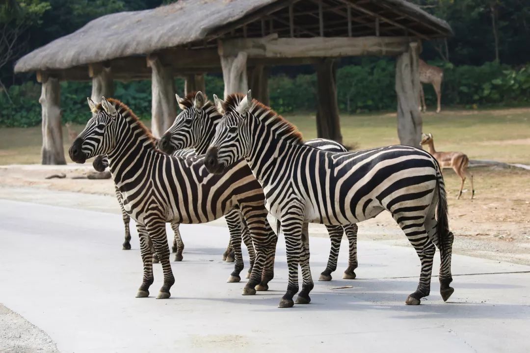广州长隆野生动物园亲子跟拍,爸爸去哪儿广州长隆野生动物园