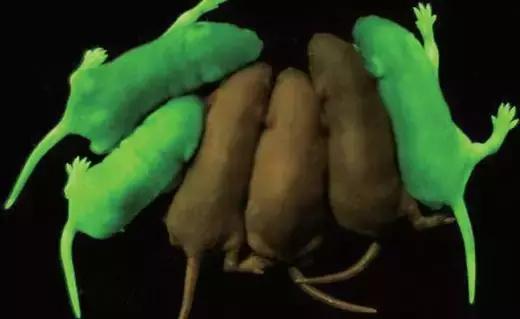 科技进步带给人类的福祉,科技进步带来利与弊