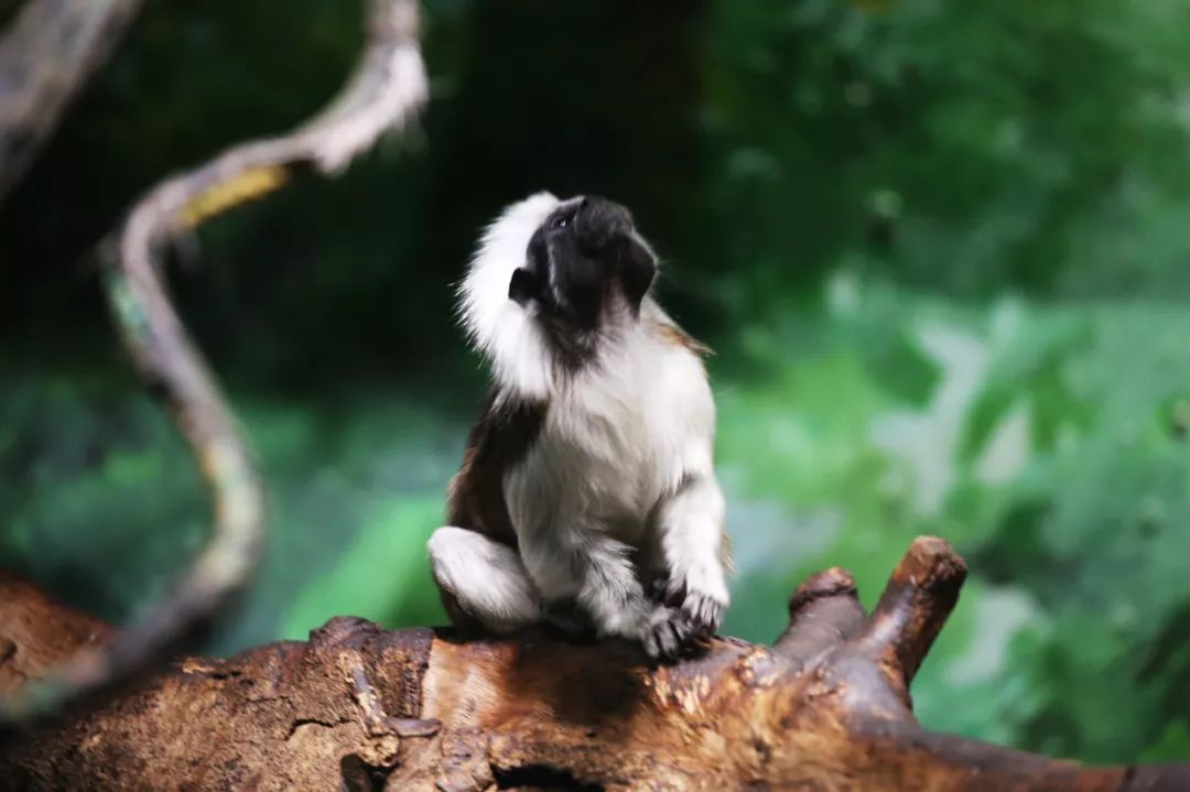 广州长隆野生动物园亲子跟拍,爸爸去哪儿广州长隆野生动物园