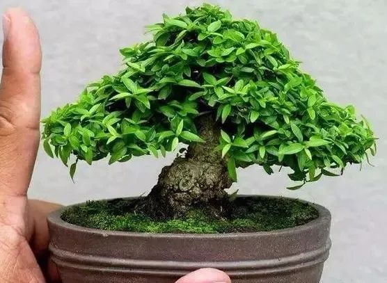 大师是怎么炼成的免费,真正的大师是怎么练成的