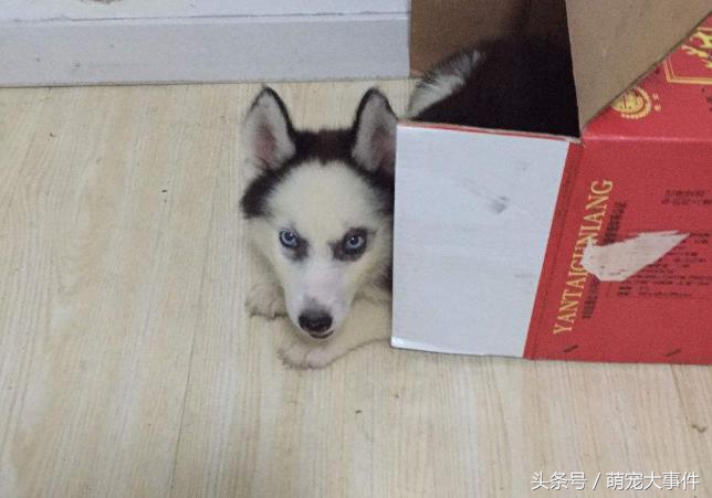 佛系哈士奇,哈士奇头顶三把火混一起的不纯吗