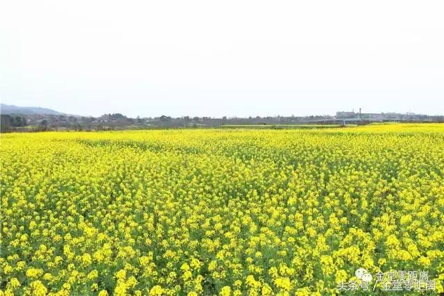 厉害了！金堂县又要火了，她即将代表中国走向世界！