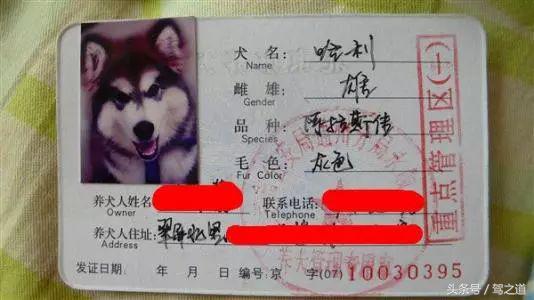 撞到动物怎么处理,开车撞到国家保护动物怎么办