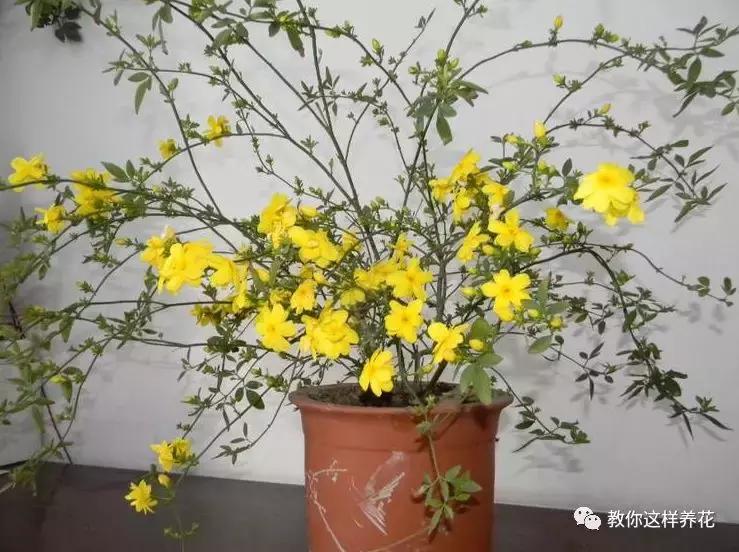 迎春花从幼苗养到老桩要多久,春天花儿竞相开放迎春花怎么养