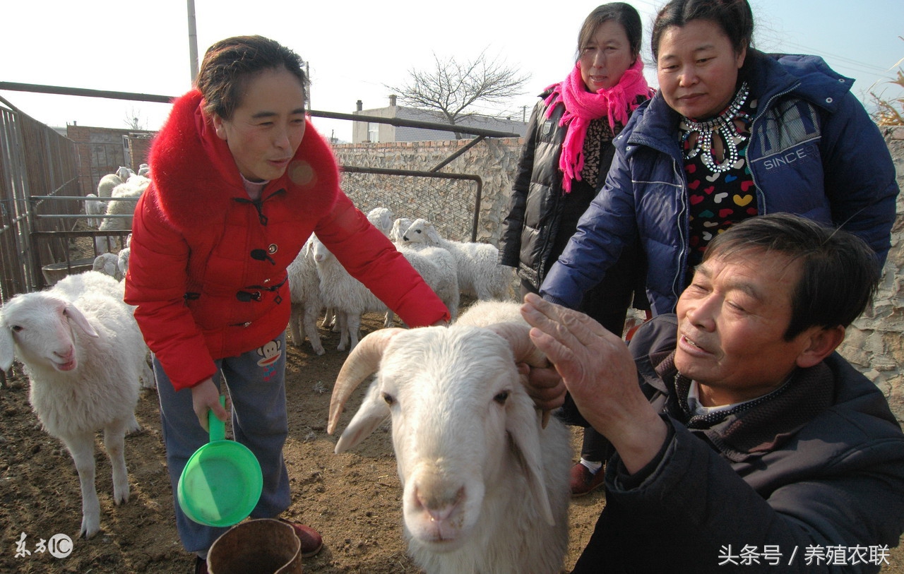 五种羊病特效偏方,效果好成本低