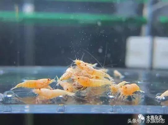 水晶虾是啥,水晶虾的习性和繁殖方法详解