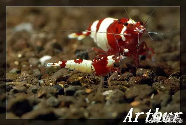 水晶虾是啥,水晶虾的习性和繁殖方法详解