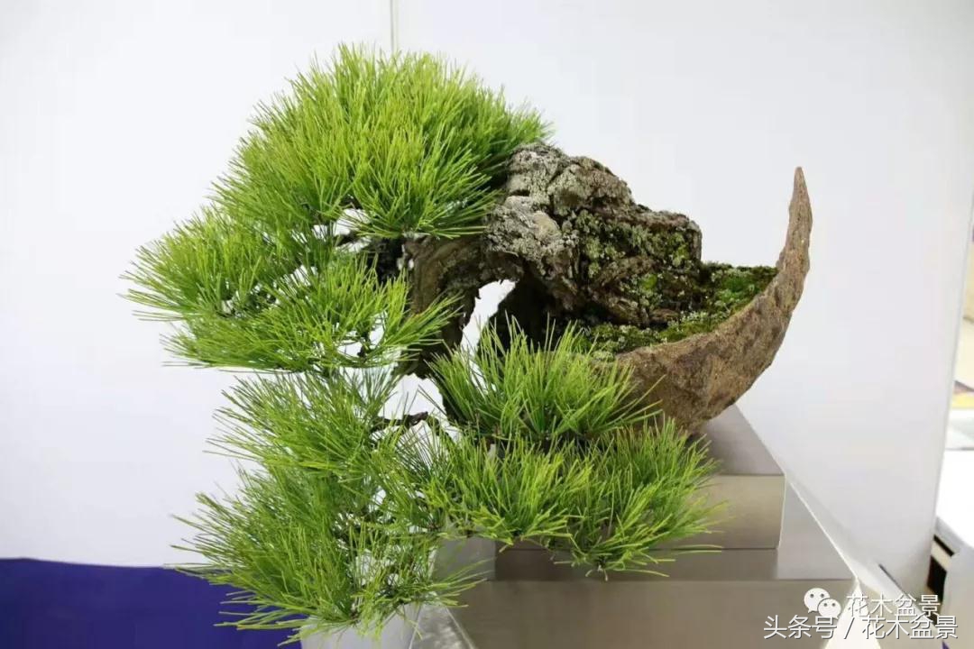 制作黑松高杆盆景之要领,黑松盆景用深盆还是用浅盆