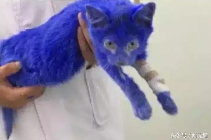 网上买的猫靠不靠谱,买猫最好到宠物店买还是到网上买