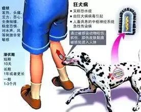 狗咬人狂犬病发作视频小孩,小狗咬伤小孩狂犬病致死