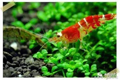水晶虾是啥,水晶虾的习性和繁殖方法详解