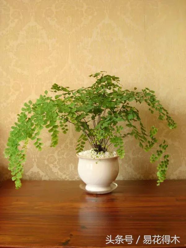 细叶铁线蕨介绍,少女发丝