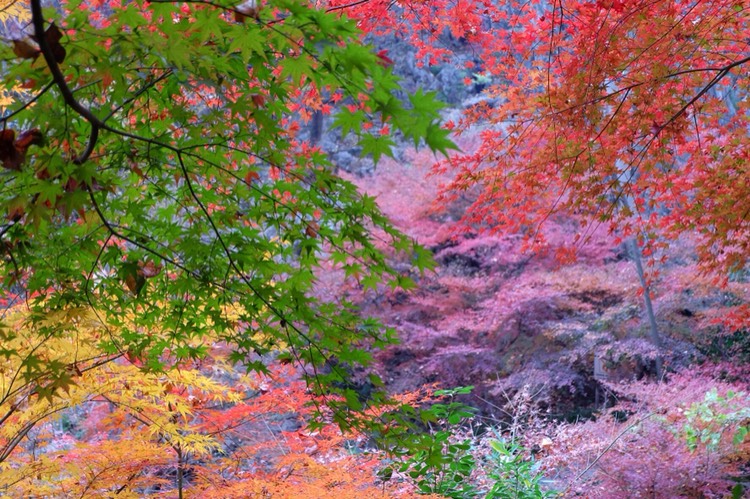 去南京玩要不要去夫子庙,南京五大必游景点夫子庙