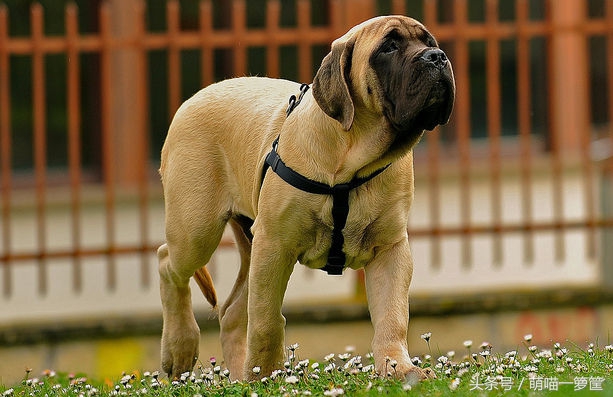 最聪明的中小型狗狗品种排行,攻击性最强的狗狗品种排名