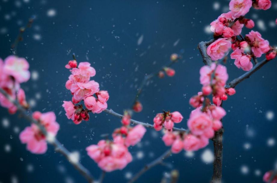 诗词喝火令词牌,诗词喝火令