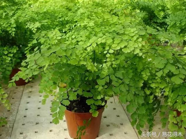 细叶铁线蕨介绍,少女发丝