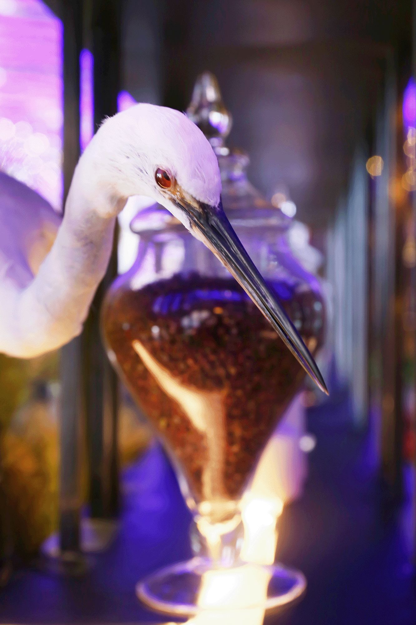 弘阳广场济南老板恋上鱼,济南老板恋上鱼价格