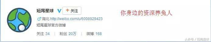 这个季节的兔子,该怎么养兔子兔子一年都不会死