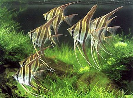 适合新手养的观赏鱼,适合新手养的淡水河豚