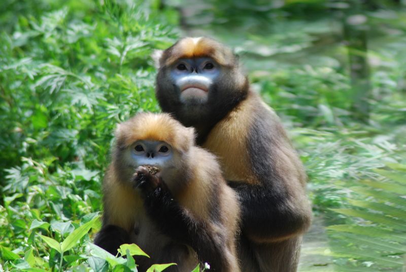每只黔猴都需要一包“去污粉”