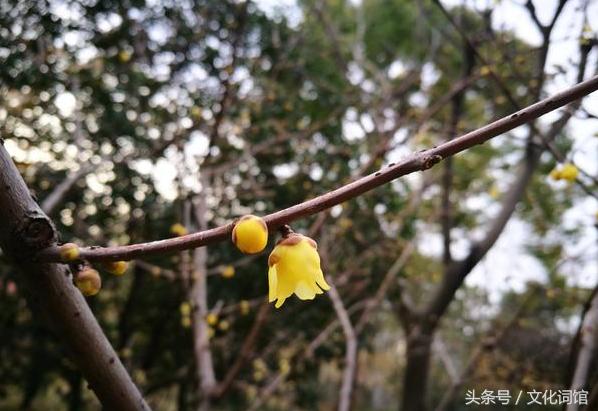 赞美腊梅的诗句,腊梅古诗有哪些