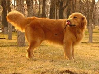 金毛犬犬种介绍及金毛犬图片欣赏,如何挑选金毛犬
