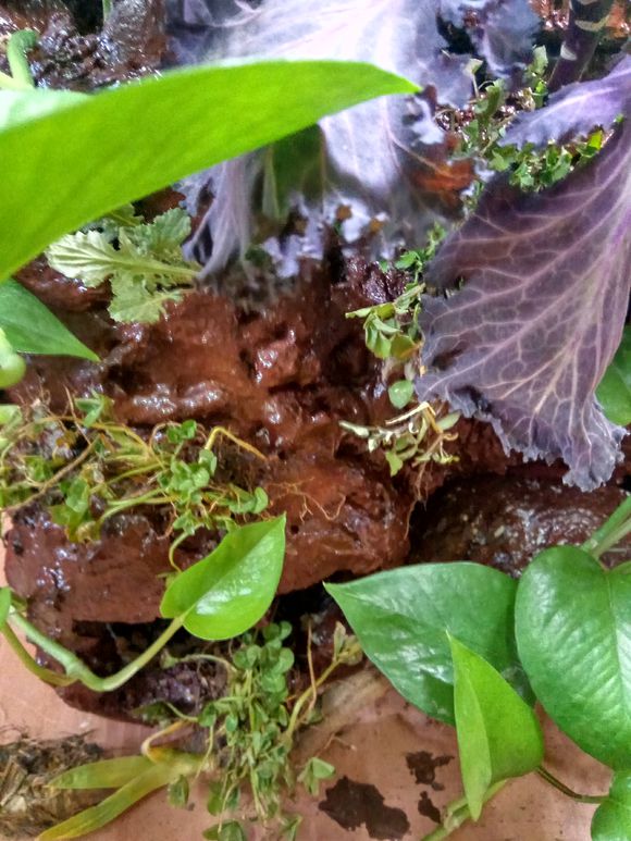 缸小养龟怎么造景,养龟小缸造景图片