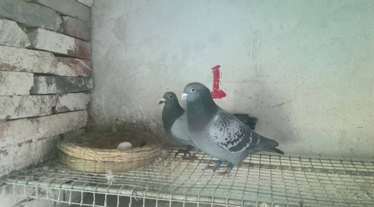 新配对上的鸽子大概多久会下蛋,鸽子配对成功后不下蛋是怎么回事