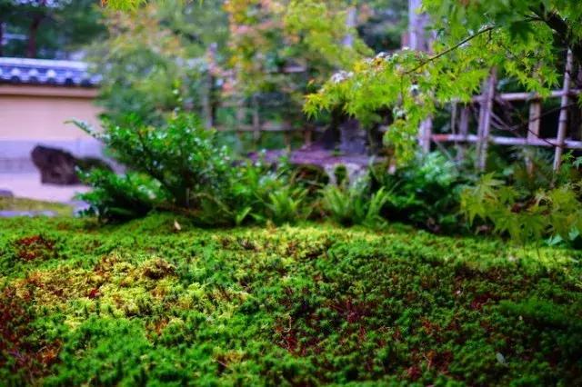 甯︿綘鍘绘棩鏈湅澶滄櫙,涓滀含甯︿綘娓歌鏃ユ湰缇庢櫙