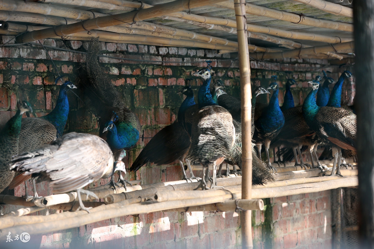 孔雀养殖和家养哪个好些,孔雀是否好养殖