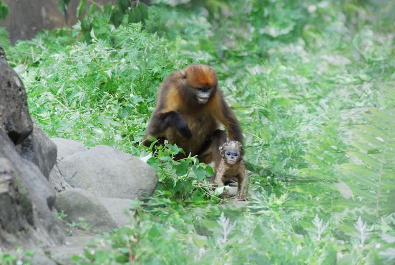 每只黔猴都需要一包“去污粉”