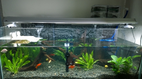 巨头蛋龟饲养环境造景,养龟养鱼生态缸