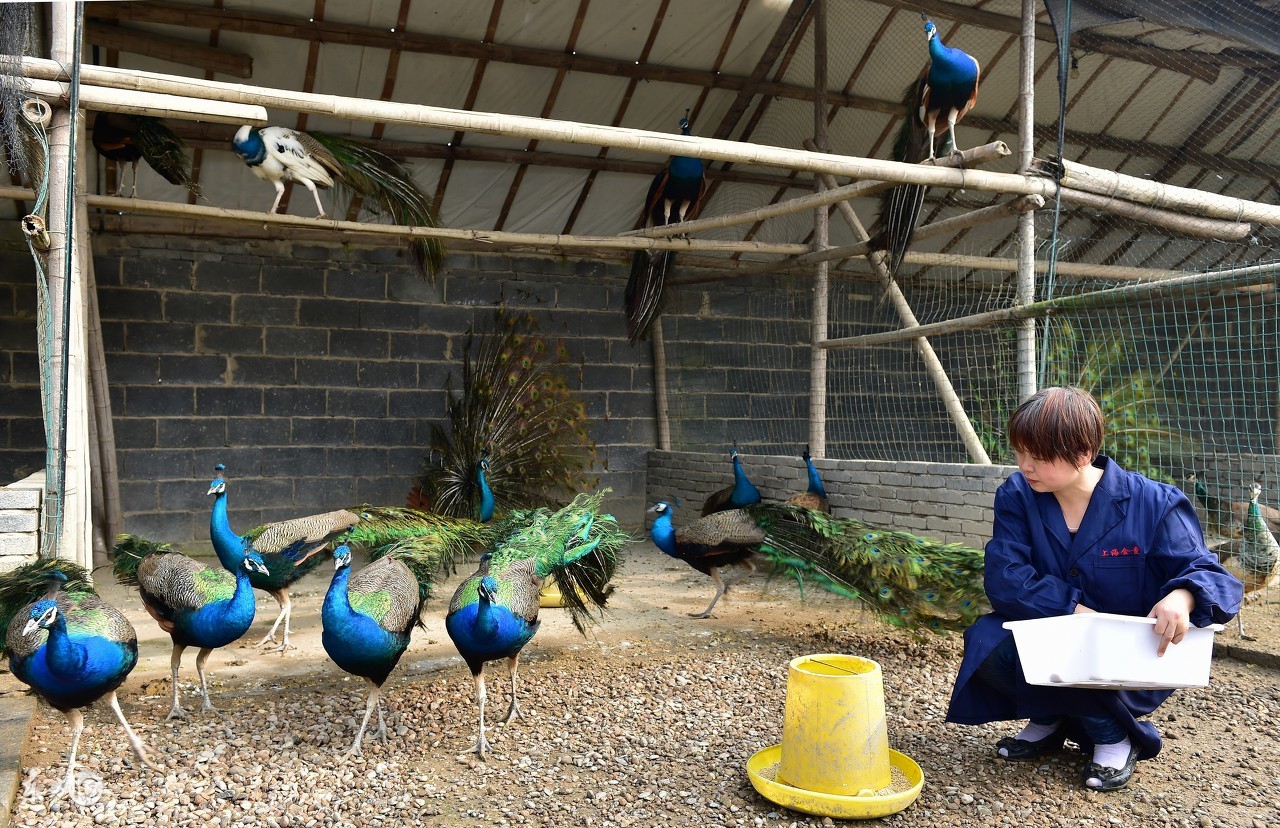 孔雀养殖和家养哪个好些,孔雀是否好养殖