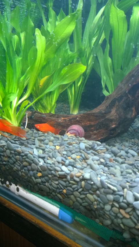 巨头蛋龟饲养环境造景,养龟养鱼生态缸