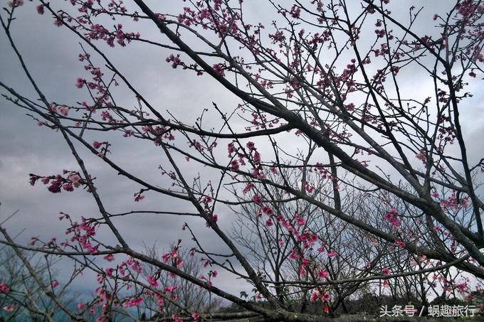 去台湾跟团游还是自由行,第一次去台湾跟团好还是自由行好