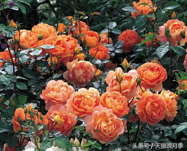 月季的各个品种都是怎样命名的,月季千千万万